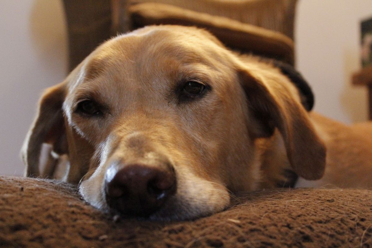 A golden Labrador resting her head on a cushion at home