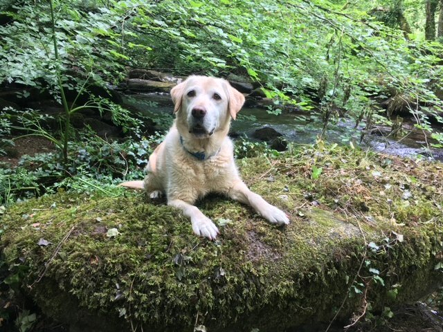 A golden Labrador lying on a mossy rock beside a woodland stream
