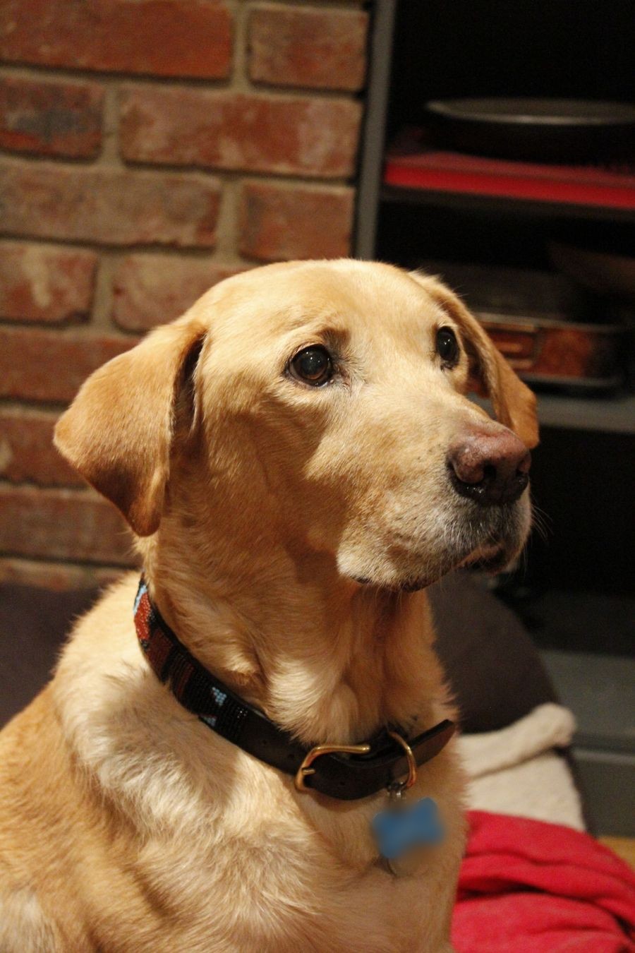 A golden Labrador sitting by a brick fireplace
