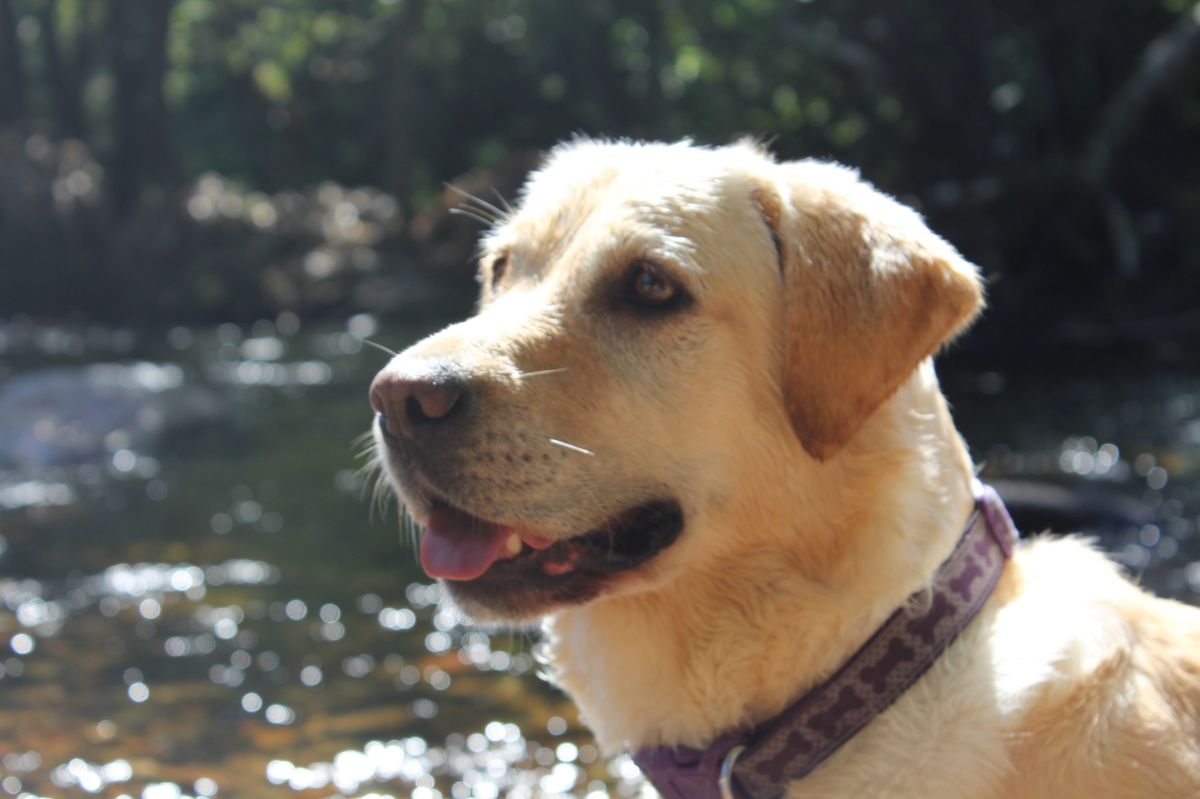 A golden Labrador by a river, looking out across the water