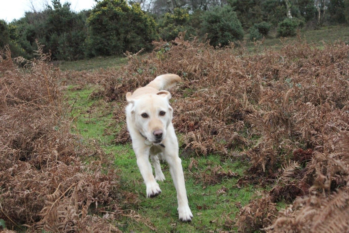 A golden Labrador running through the bracken on a walk