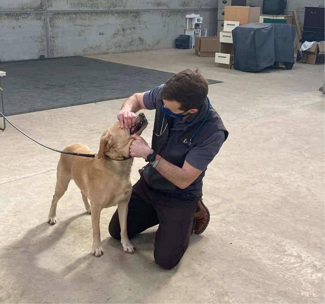 A vet examining a working dog during an assurance visit