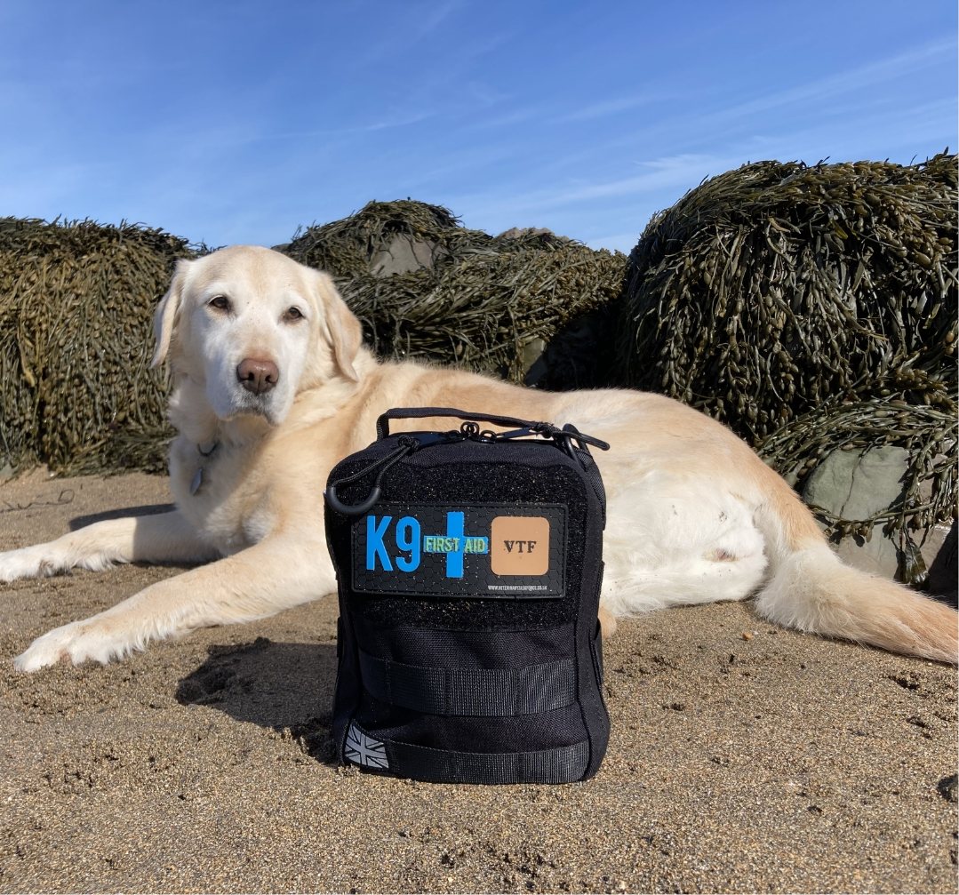 A golden Labrador on a beach beside a K9 first aid kit