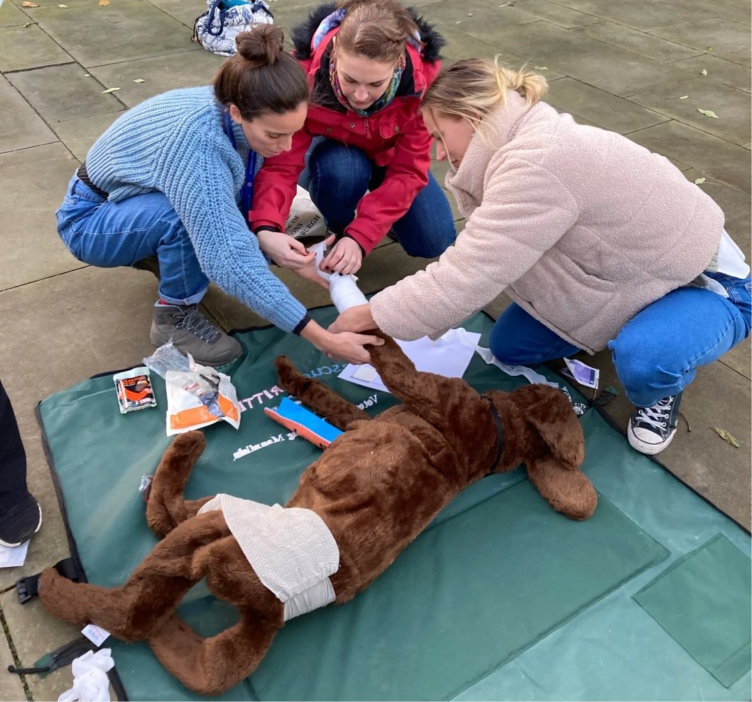 Handlers practising first aid on a canine training mannequin